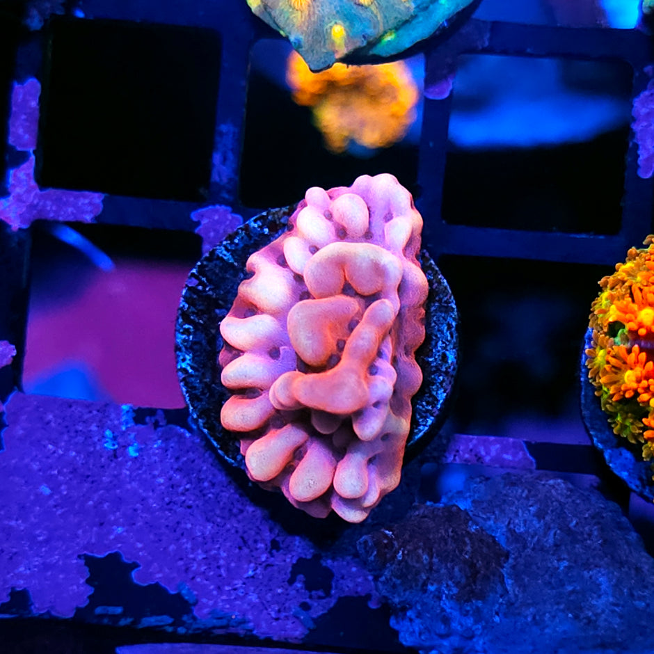 Beach Party Montipora
