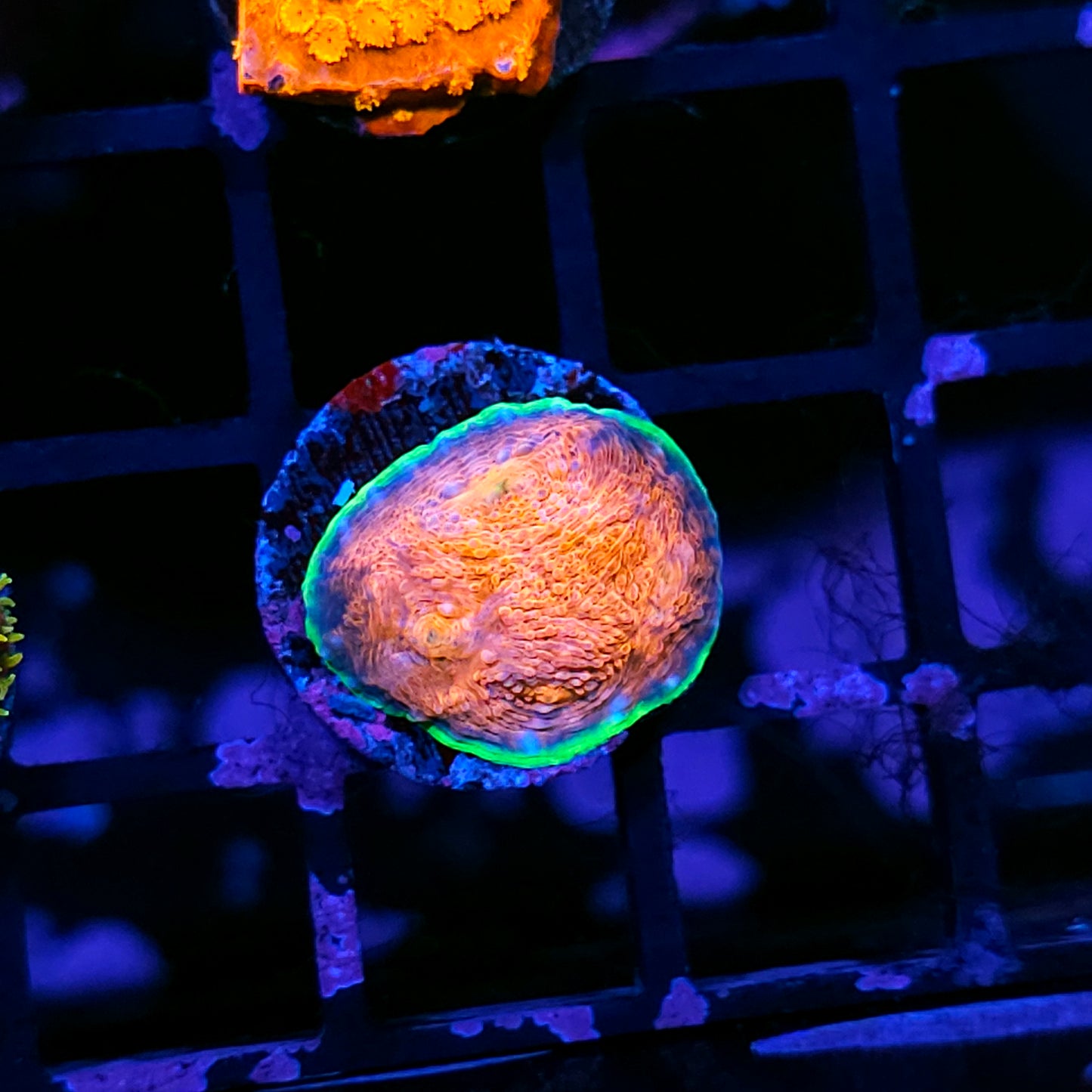 HF Hypershock Acan Echinata