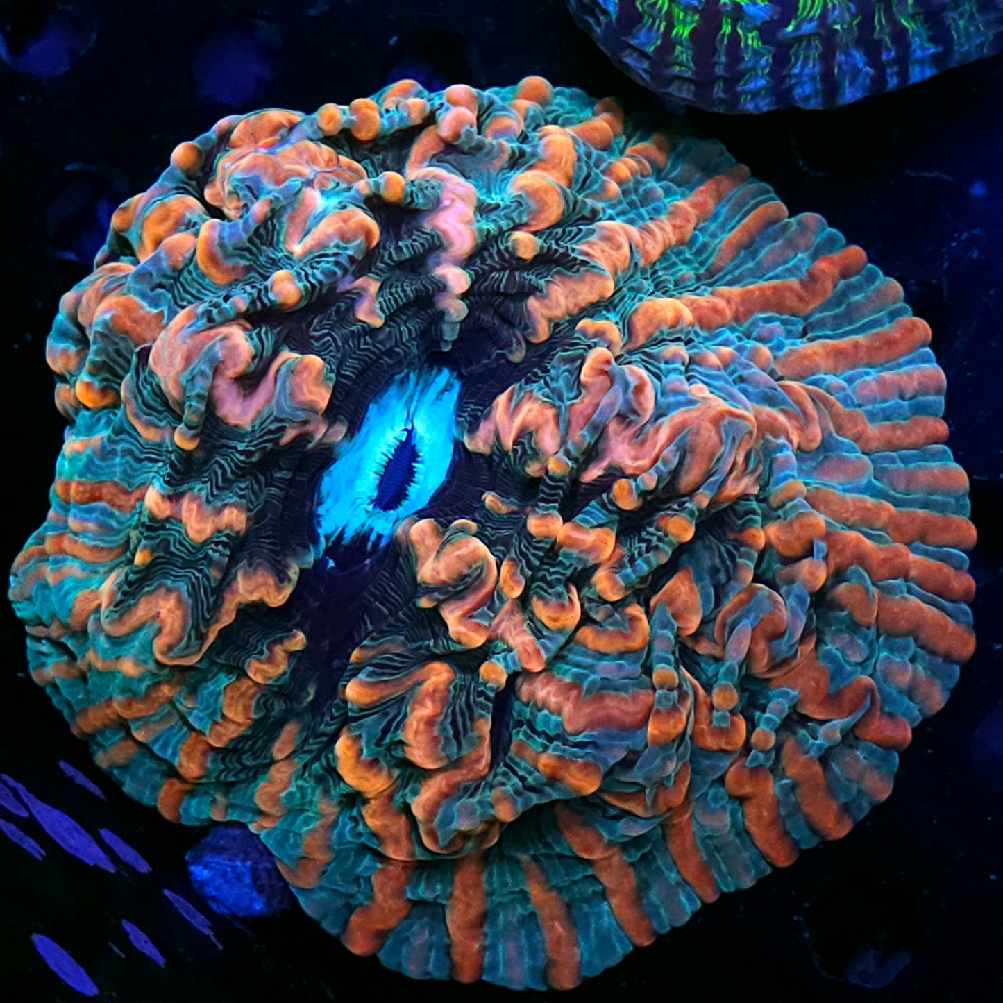 Holy Shit Indophyllia