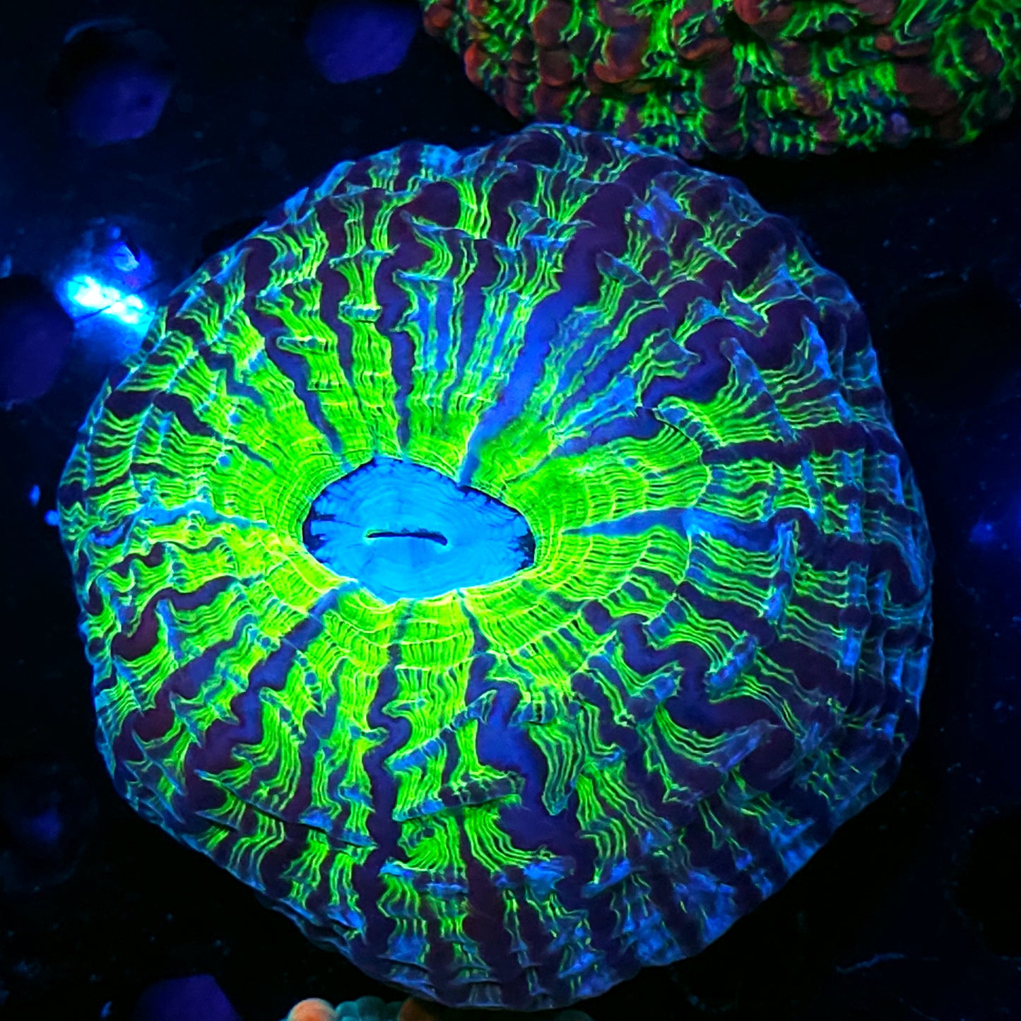 Insanity Indophyllia