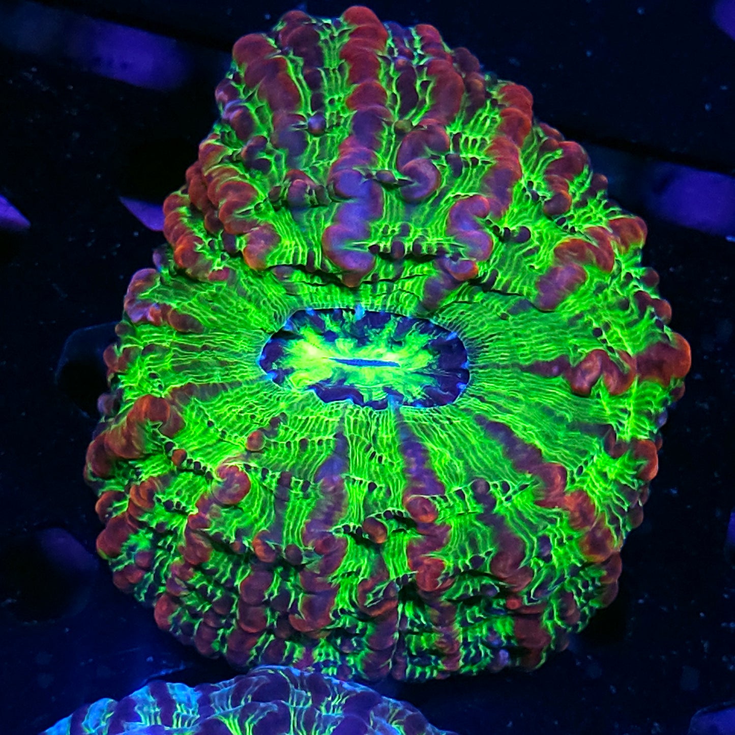 Holy Shit Indophyllia