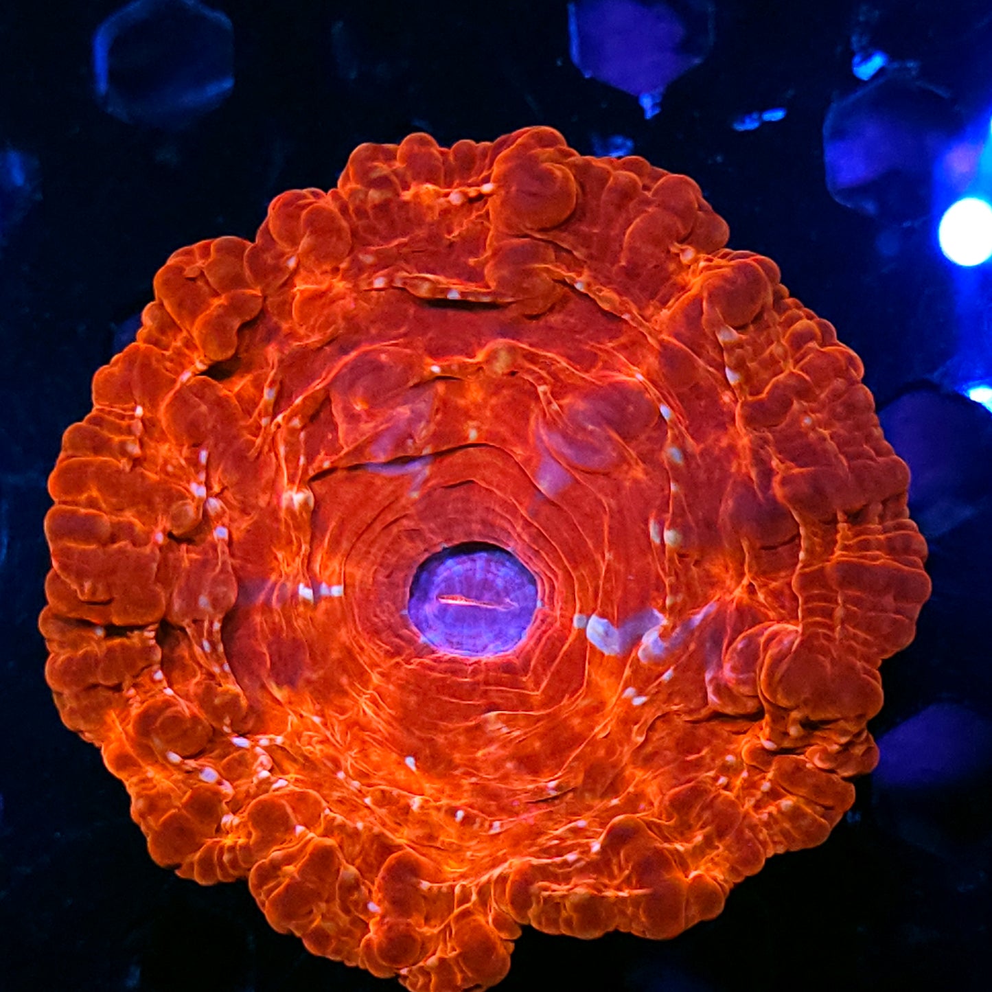 Insane Indophyllia