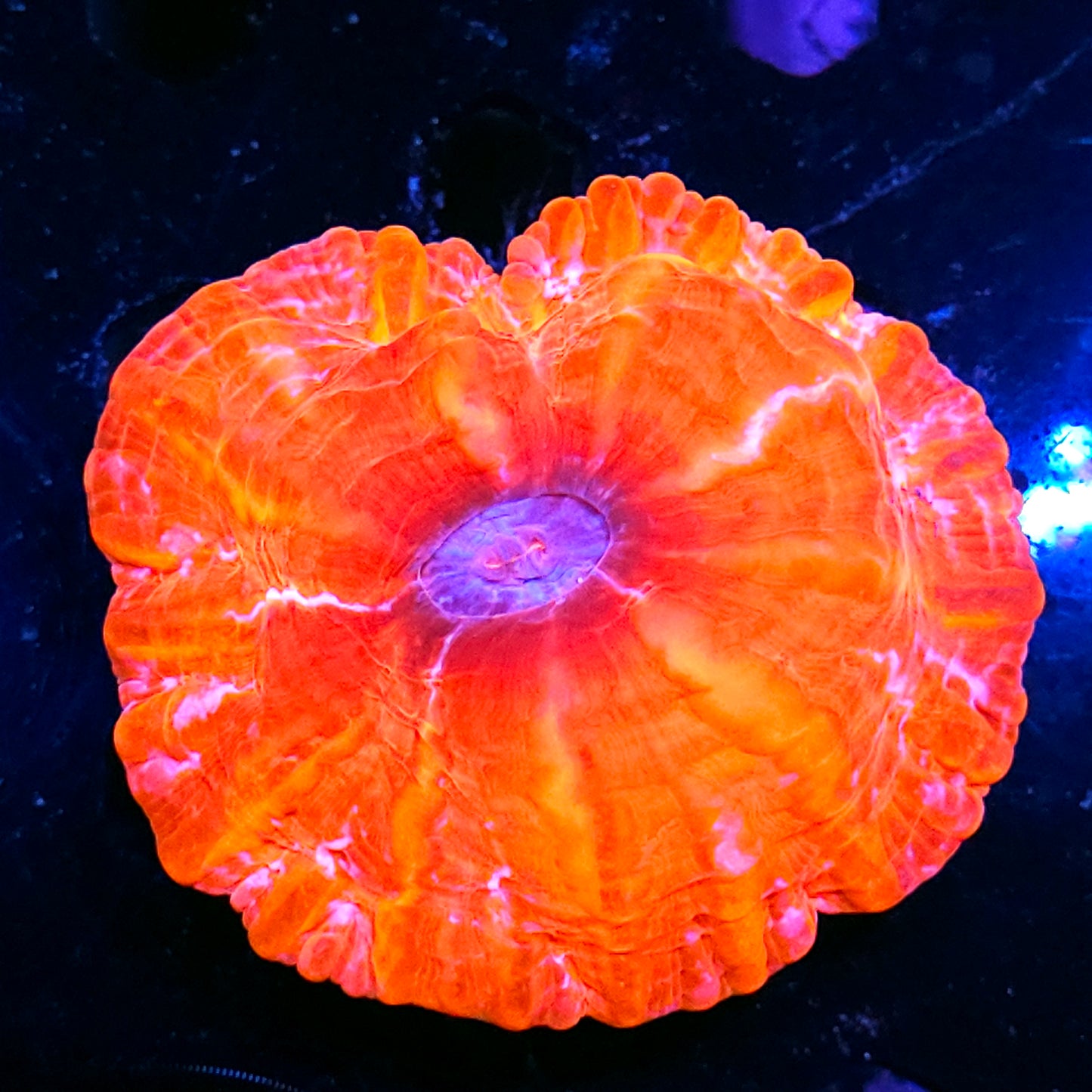 Insane Indophyllia