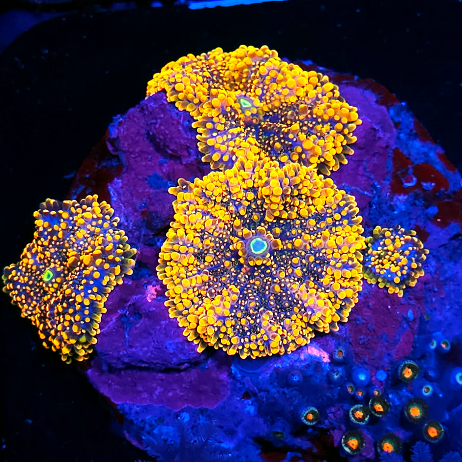 King Kong Yuma Colony FAT POLYPS