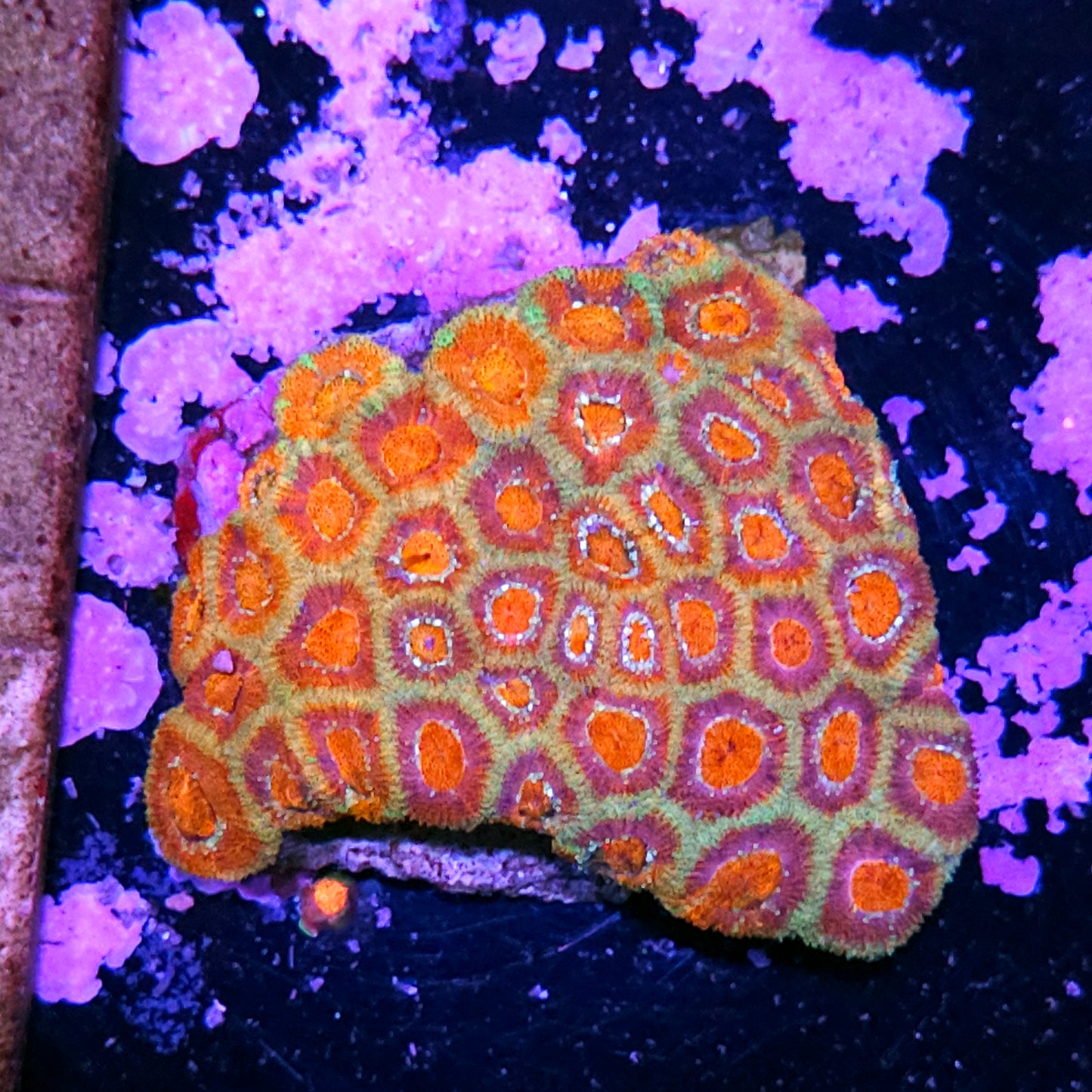 HF Love Potion Micromussa Amakusensis MOTHER COLONY SACRIFICE