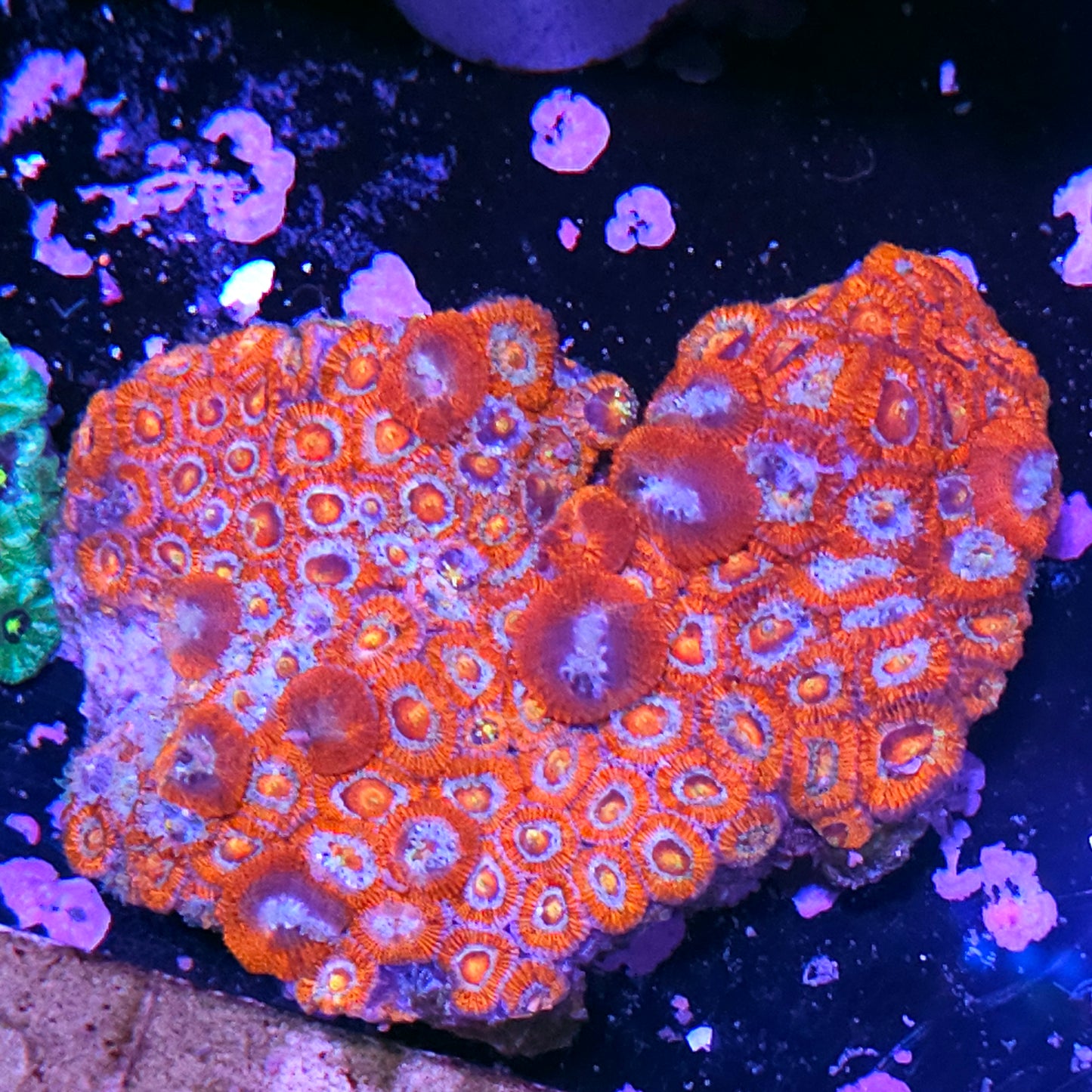 5" Raging Bull Micromussa Amakusensis Mother Colony Sacrifice
