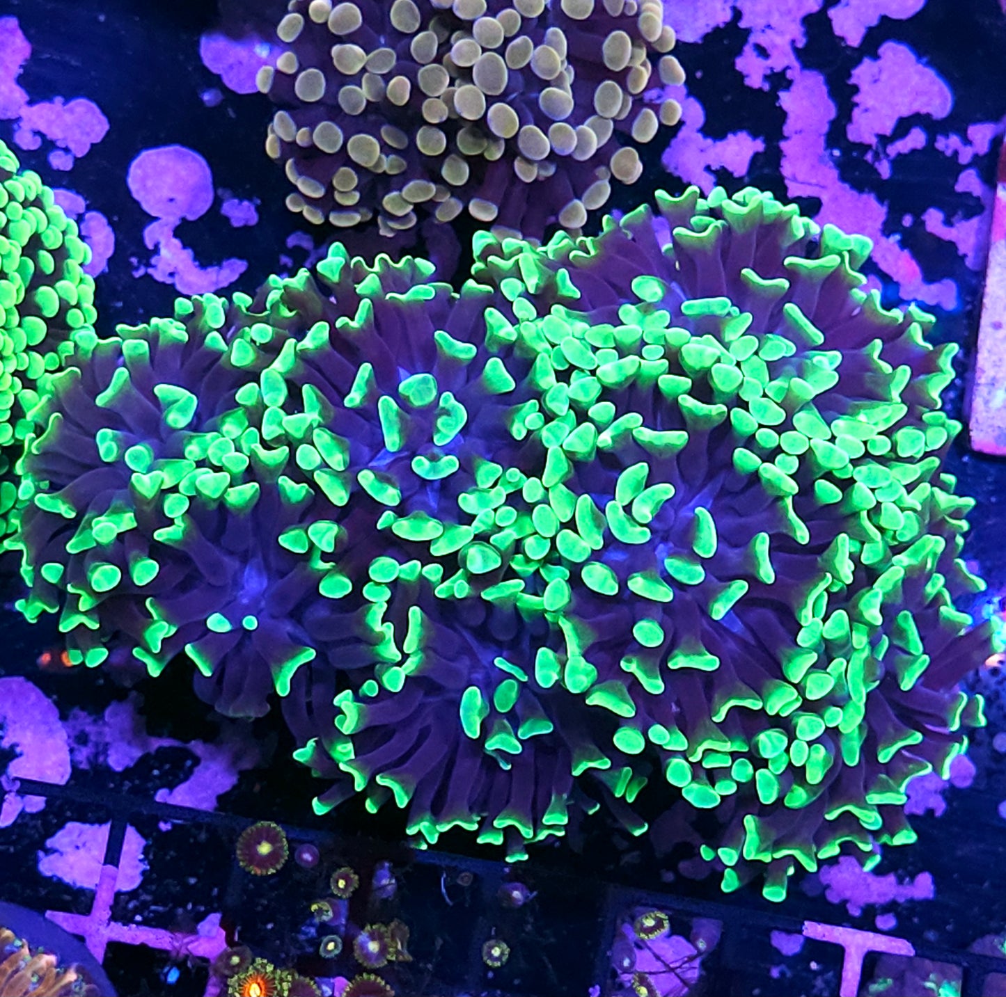 Approx 8-9 Head Joker Branching Hammer Colony