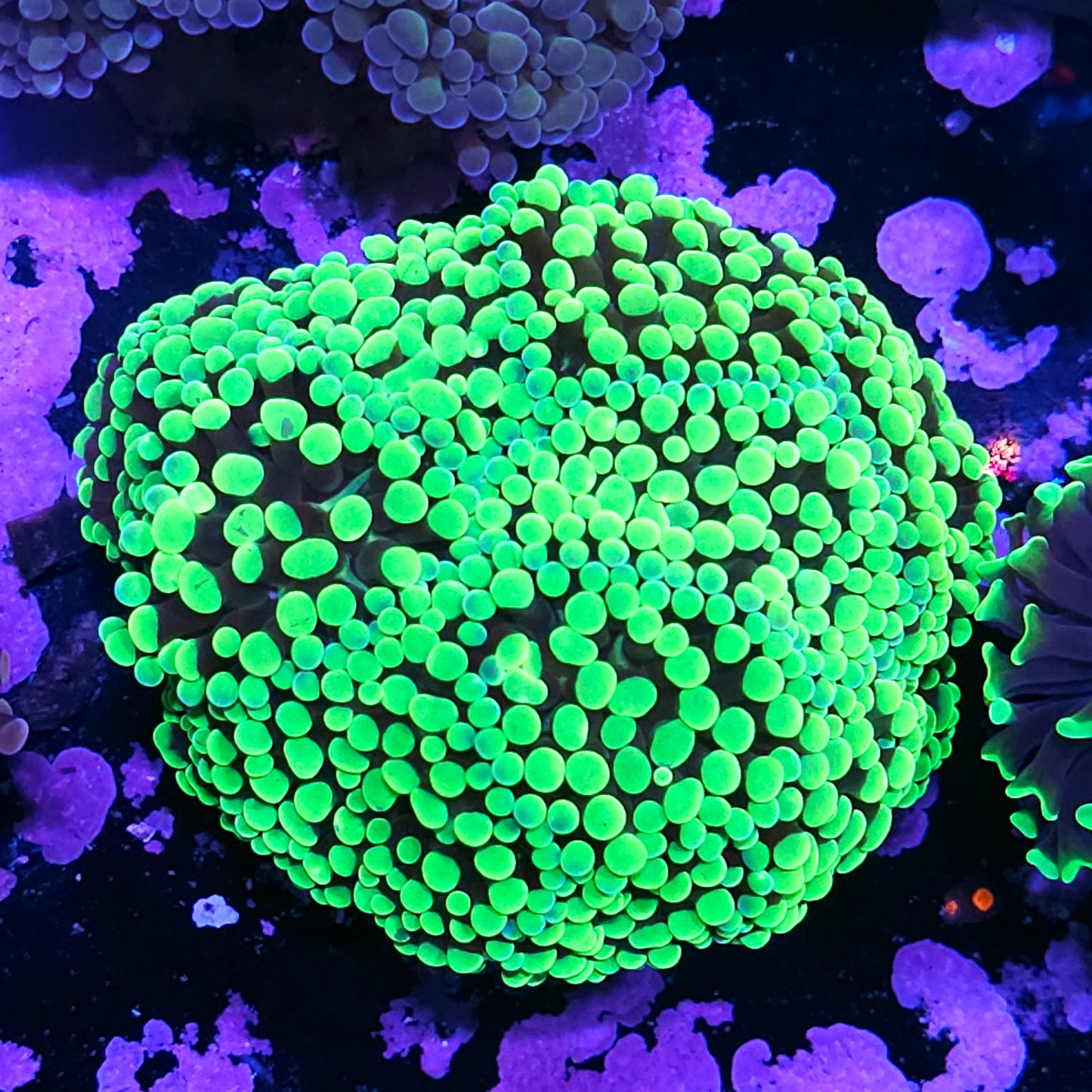 Approx 7-8 Head Poison Lollipops Branching Hammer Colony