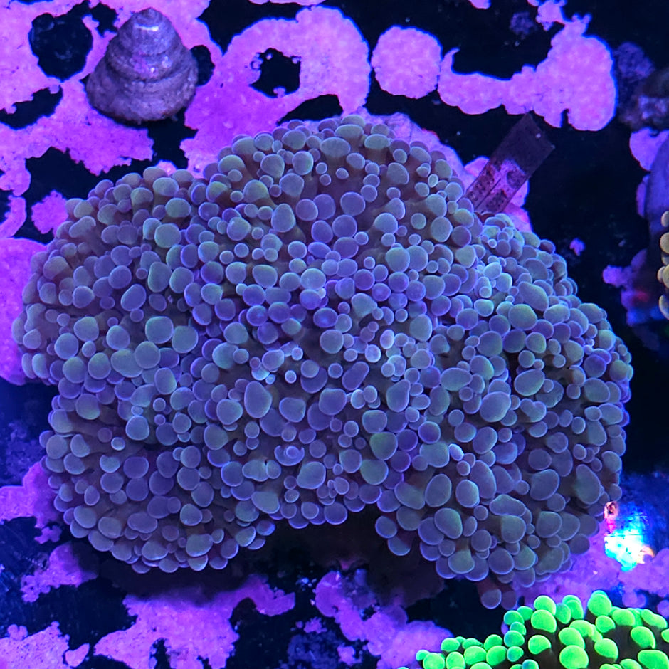 Approx 6-7 Head Elixir Branching Hammer Colony