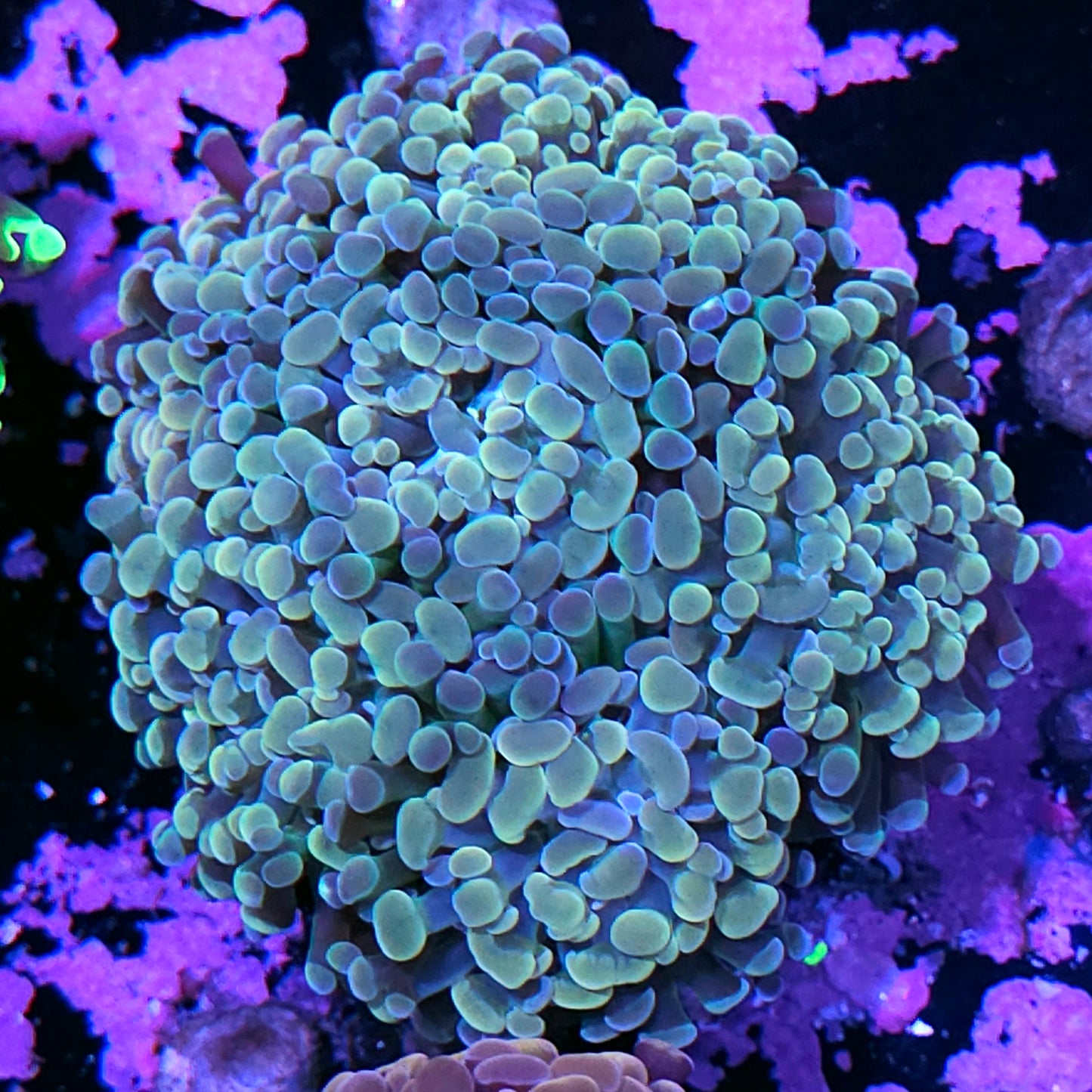 Approx 6-7 Head Opalescent Rainbow Branching Hammer Colony