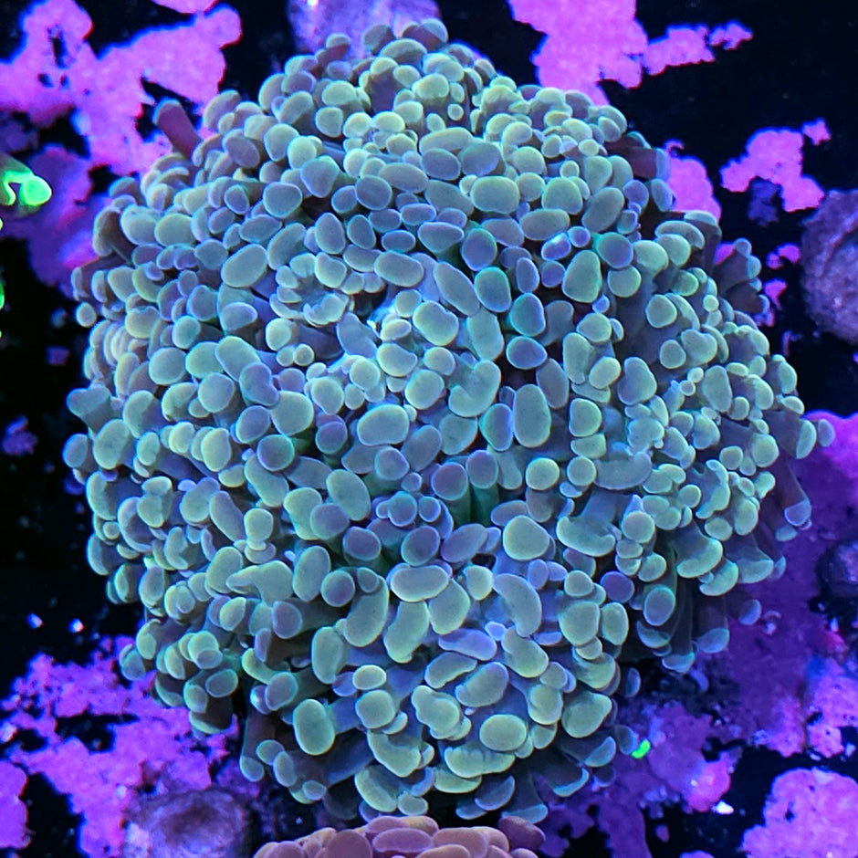 Approx 6-7 Head Opalescent Rainbow Branching Hammer Colony
