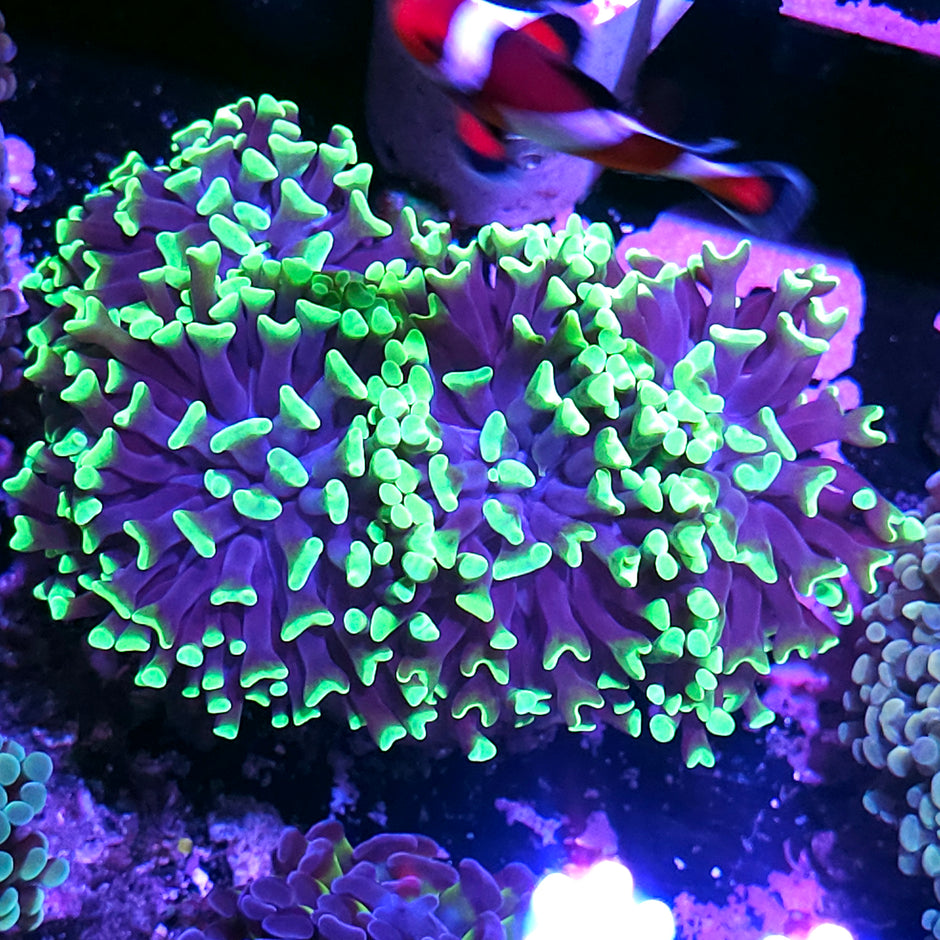 Approx 5-6 Head Joker Branching Hammer Colony
