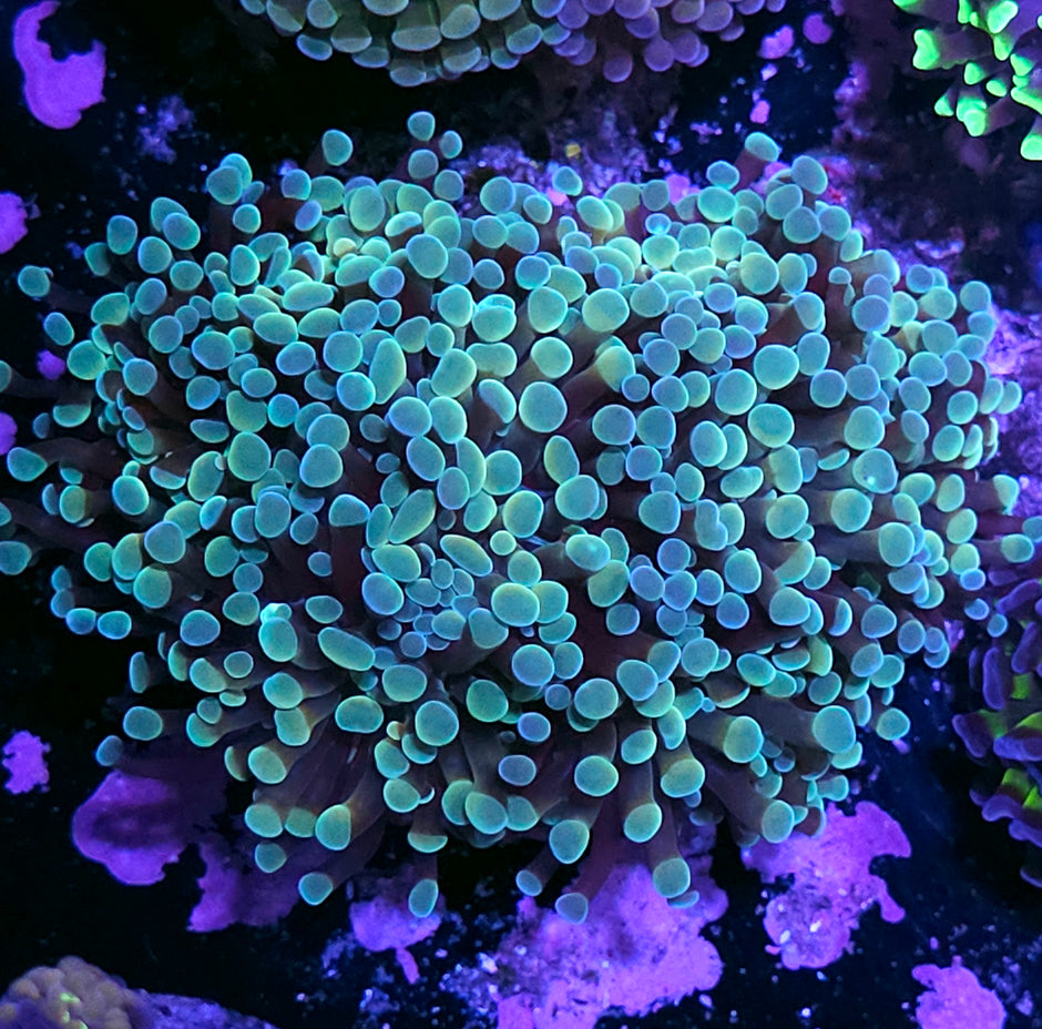 Approx 7-8 Head Pearlescent Rainbow Branching Hammer Colony