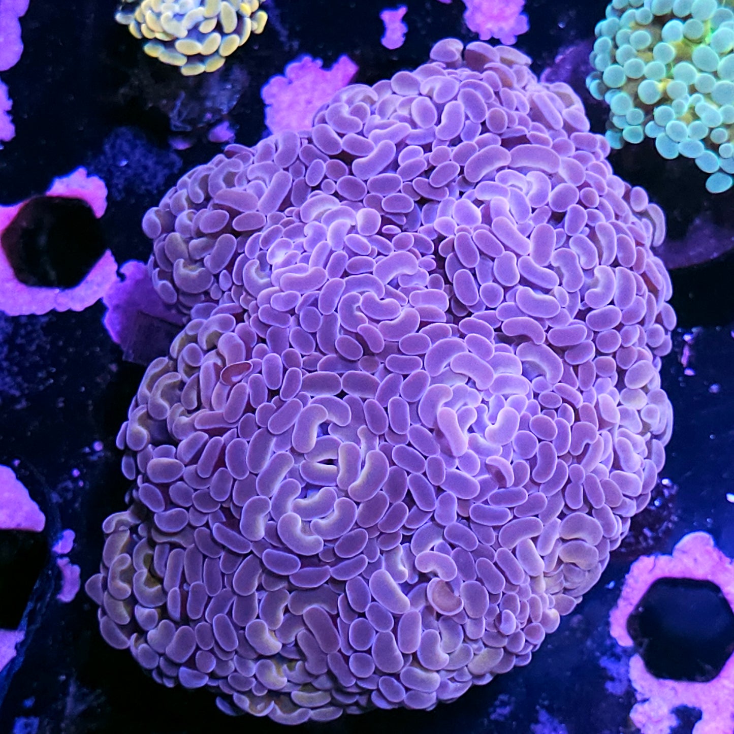 Approx 10-11 Head Pink Dreams Branching Hammer Colony