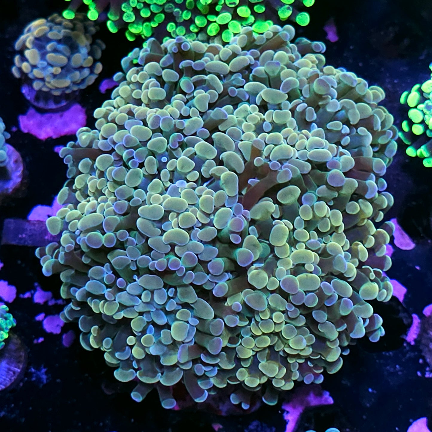 Approx 7-8 Head Gold Hologram Branching Hammer Colony