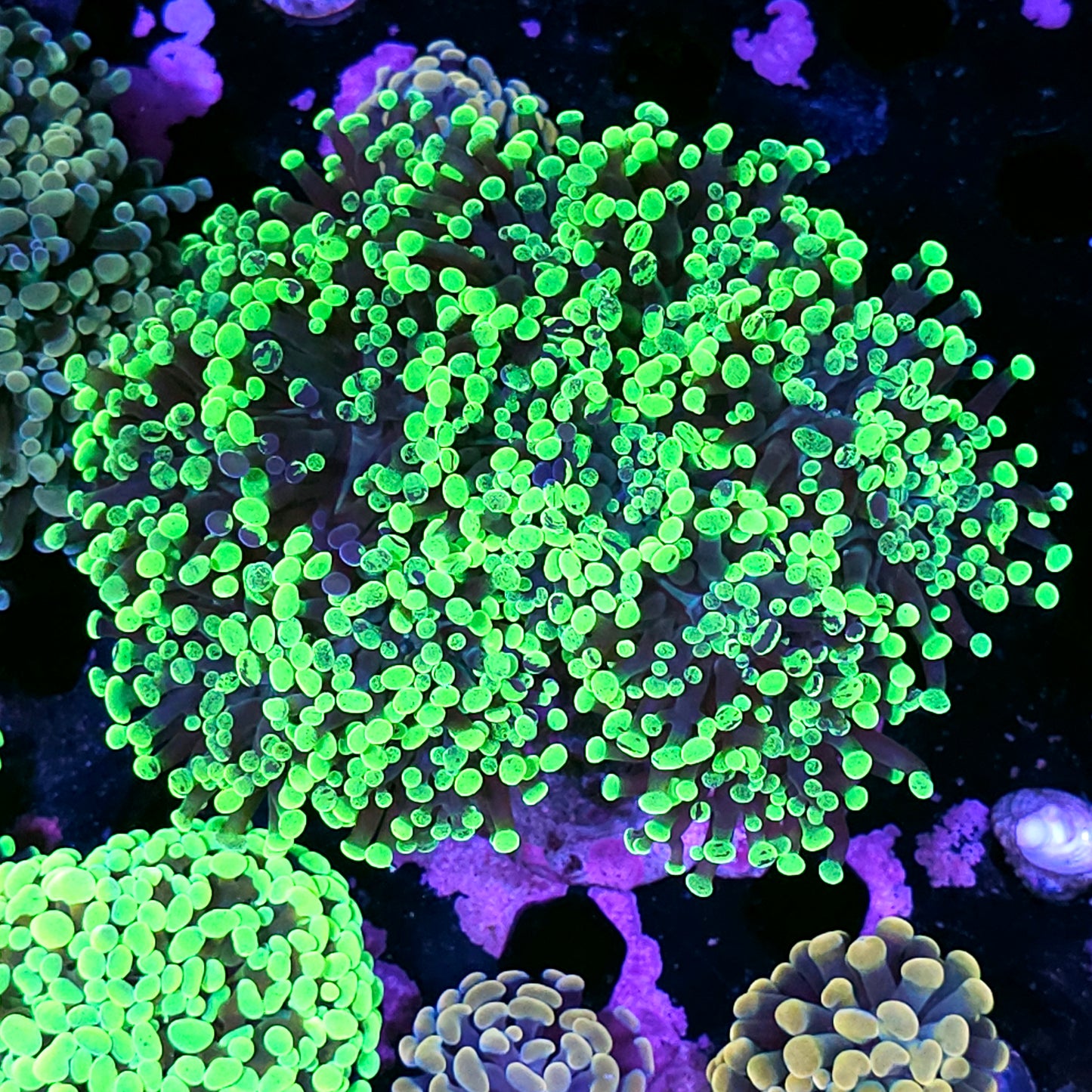 Approx 10 Head Toxic Splatter Branching Hammer Colony