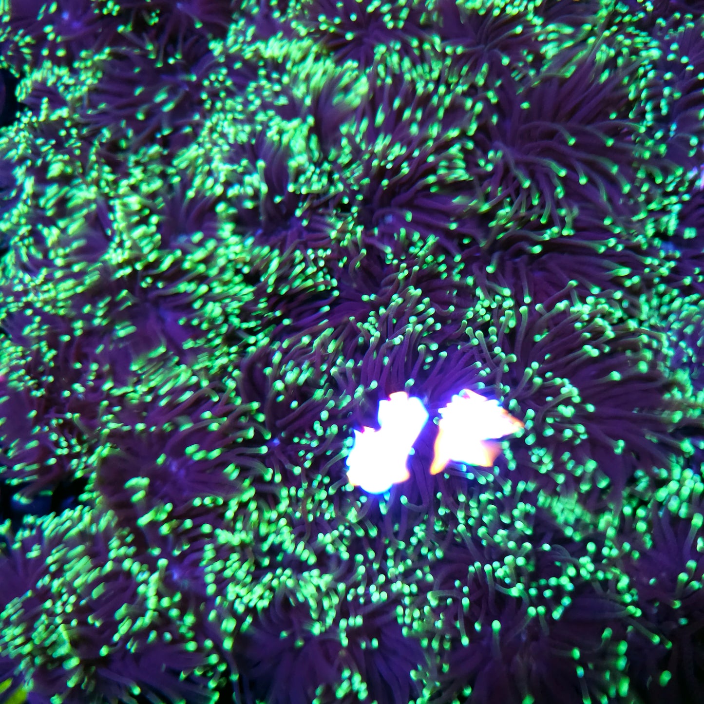 $10 Torch RULES APPLY ONE PER PERSON