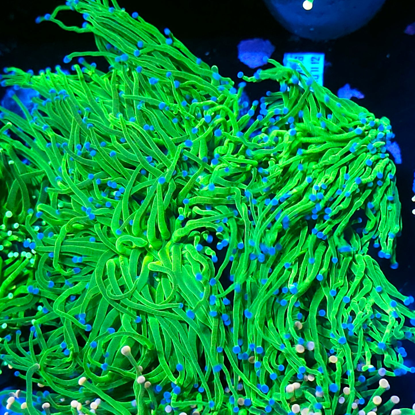 Approx 7-8 Head Cotton Candy Torch Colony 🤯