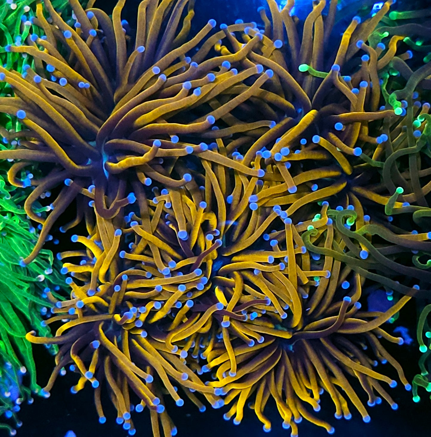 Approx 6-7 Head 24kt Torch Colony