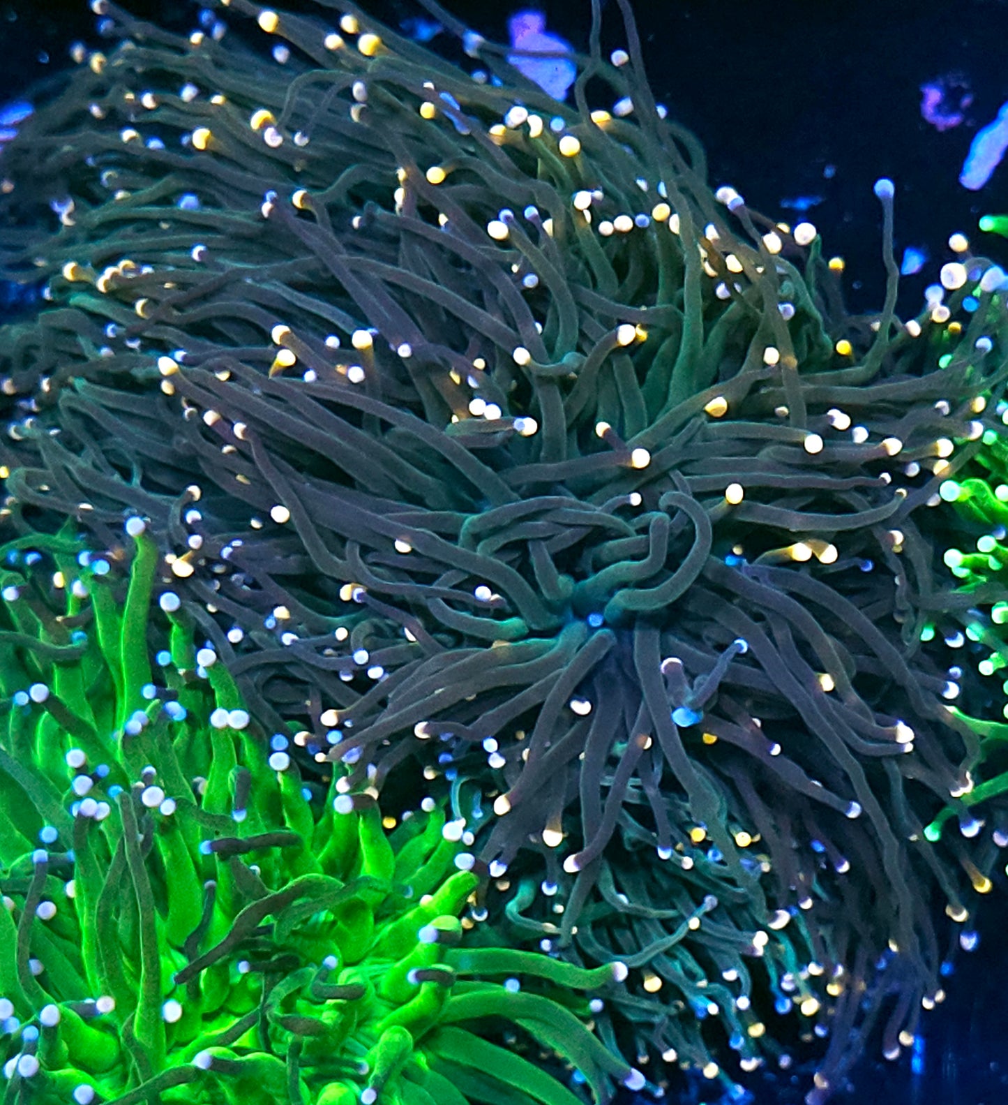 Approx 6-7 Head Taipei Rainbow Torch Colony