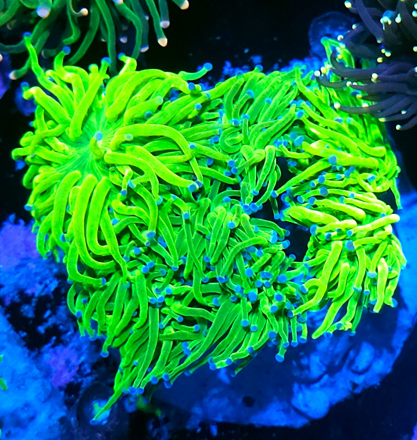 Approx 6-7 Head Cotton Candy Torch Colony