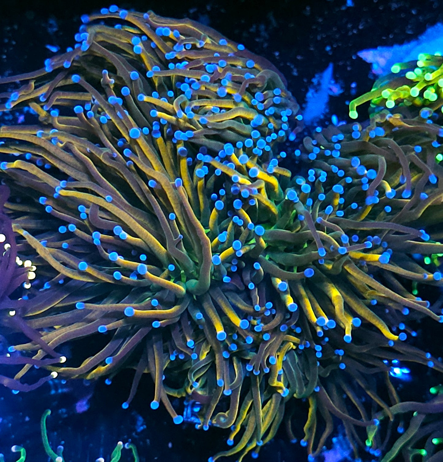 Approx 7-8 Head Rapunzel Torch Colony