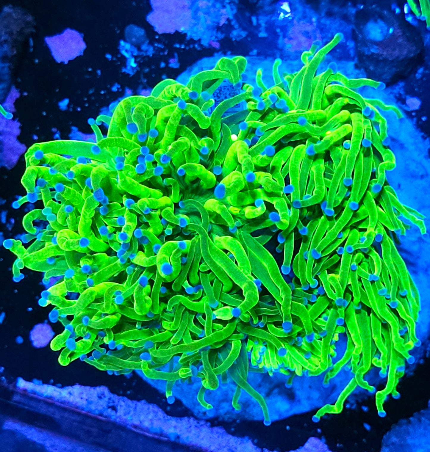 Approx 6-7 Head Cotton Candy Torch Colony