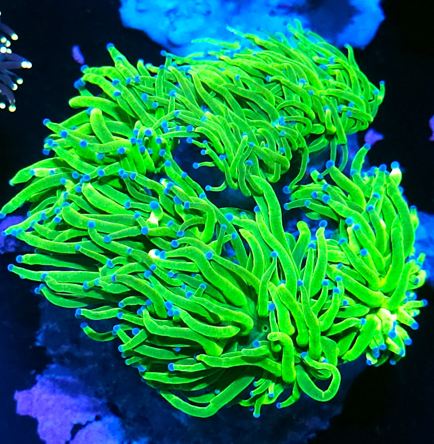 Approx 6-7 Head Cotton Candy Torch Colony