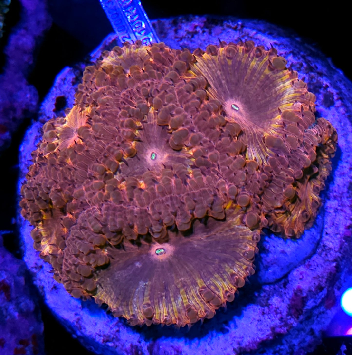 Ironman Indonesian Blasto Colony