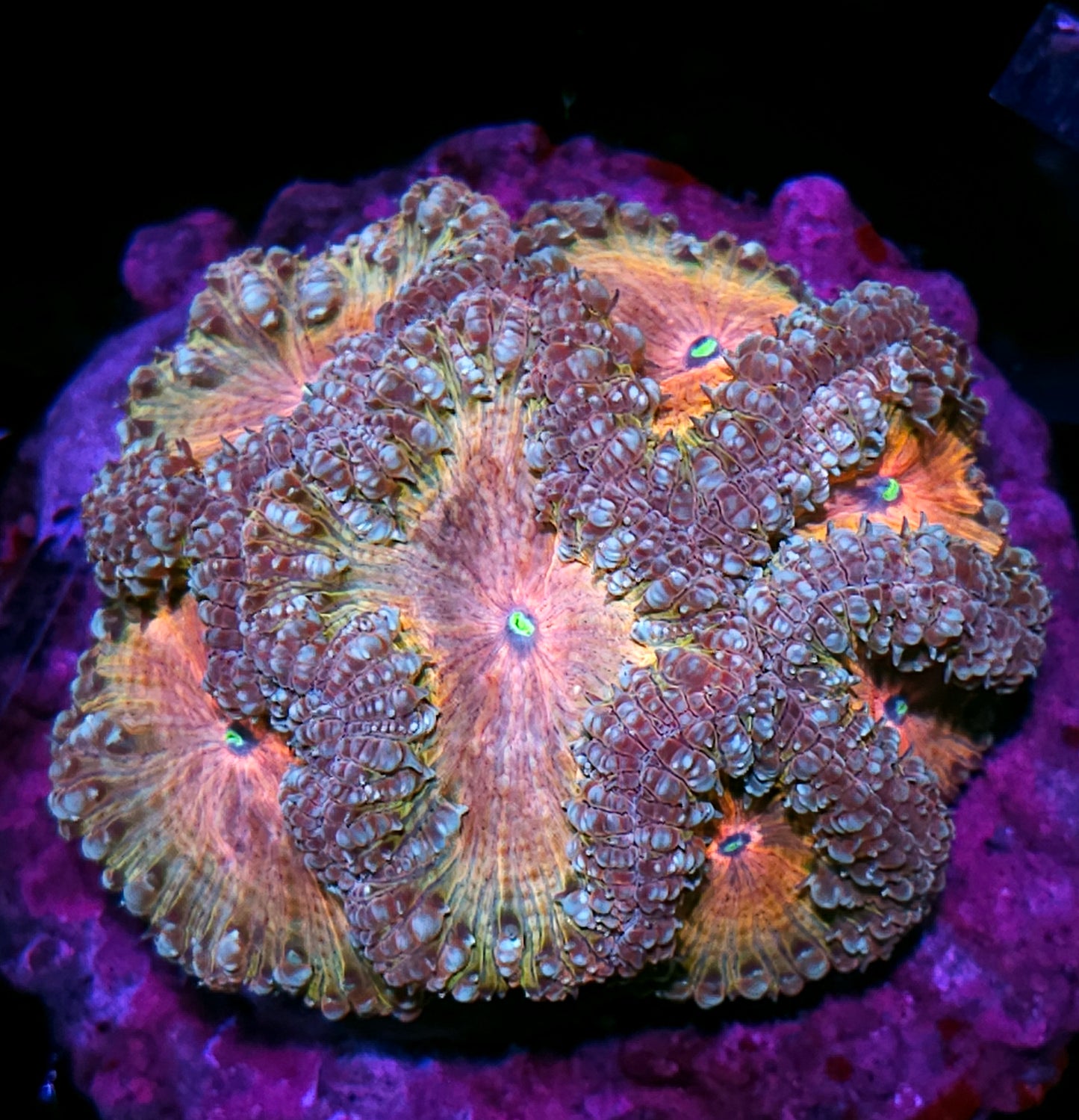 Fantasia Indonesian Blasto Colony