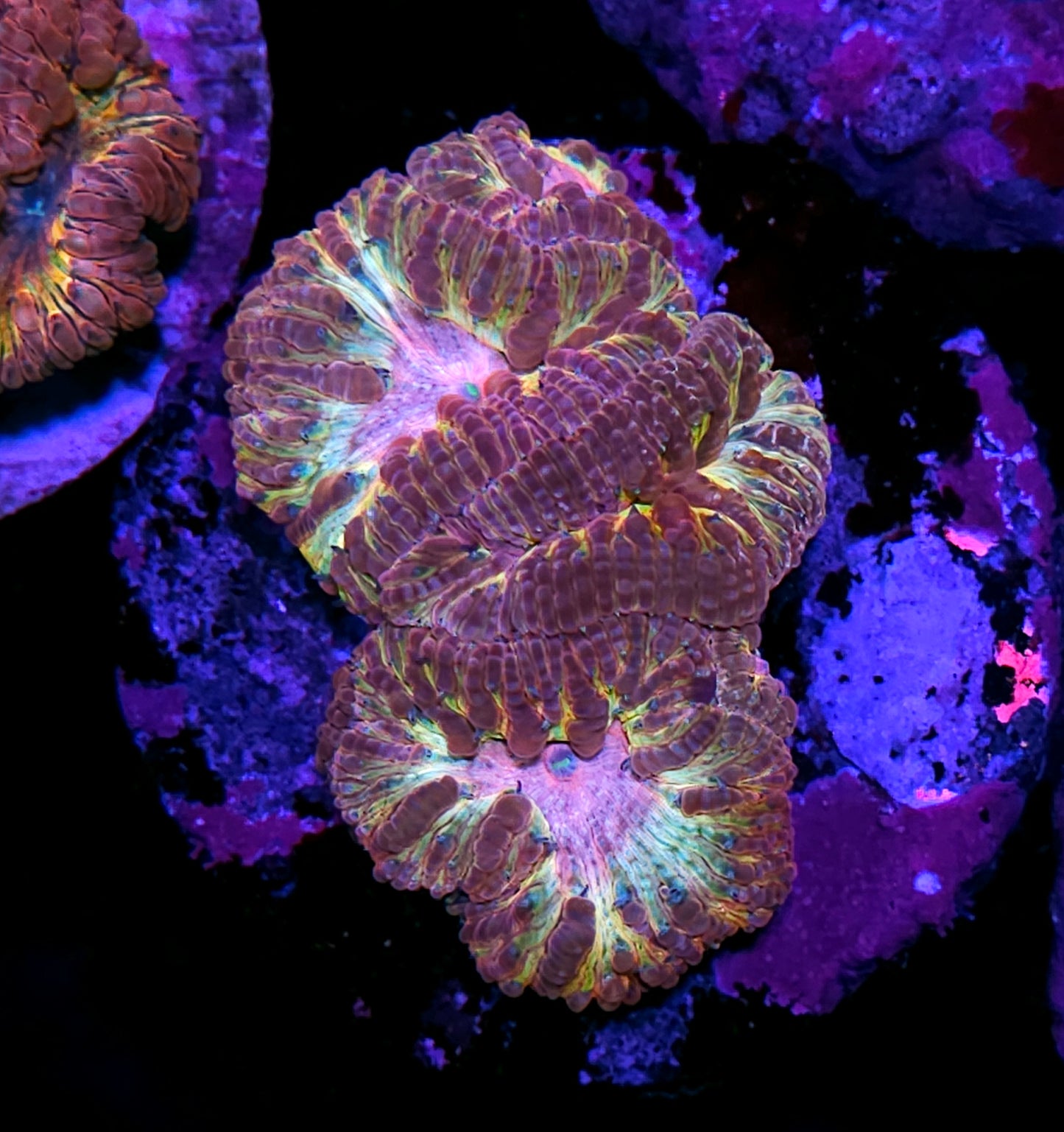 Rainbow of the Gods Indonesian Blasto Colony