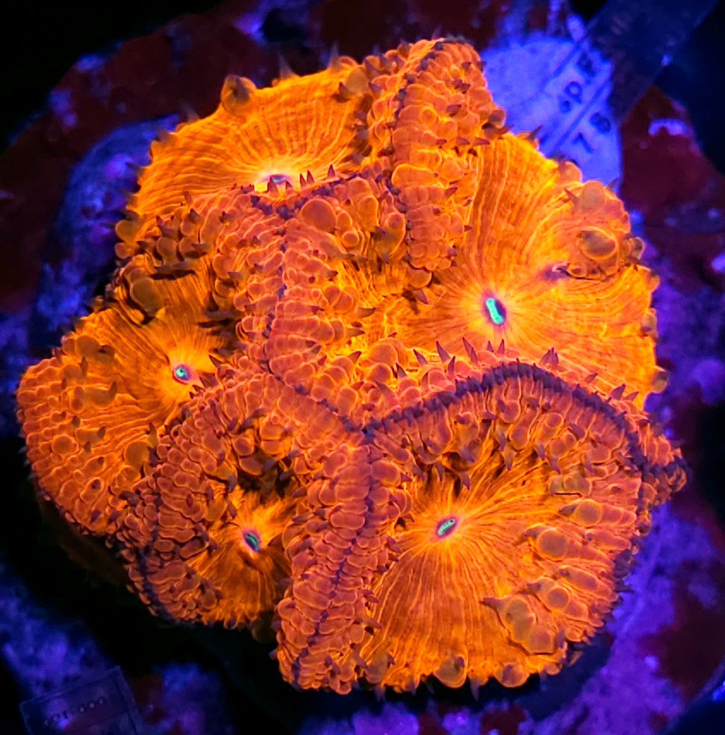 Flaming Beast Indonesian Blasto Colony