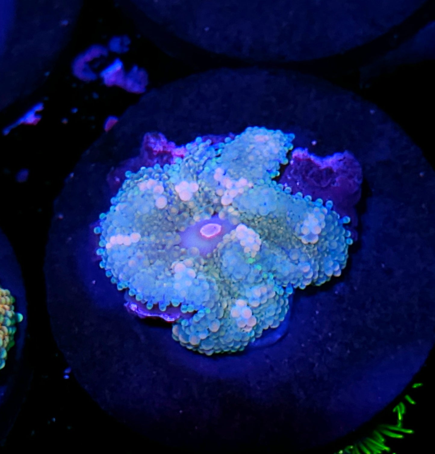 Atlantic Yuma (False Ricordea) Labor Day Deal
