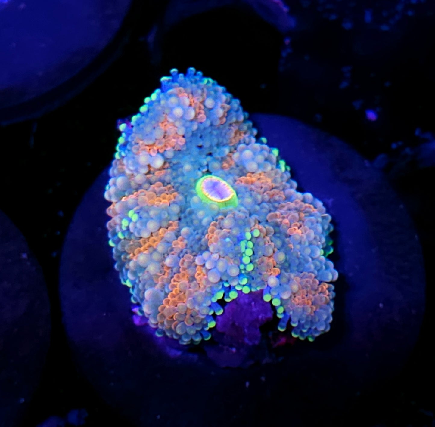 Atlantic Yuma (False Ricordea) Labor Day Deal