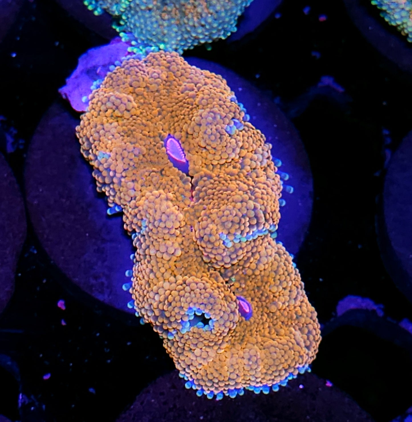 Atlantic Yuma (False Ricordea) Labor Day Deal