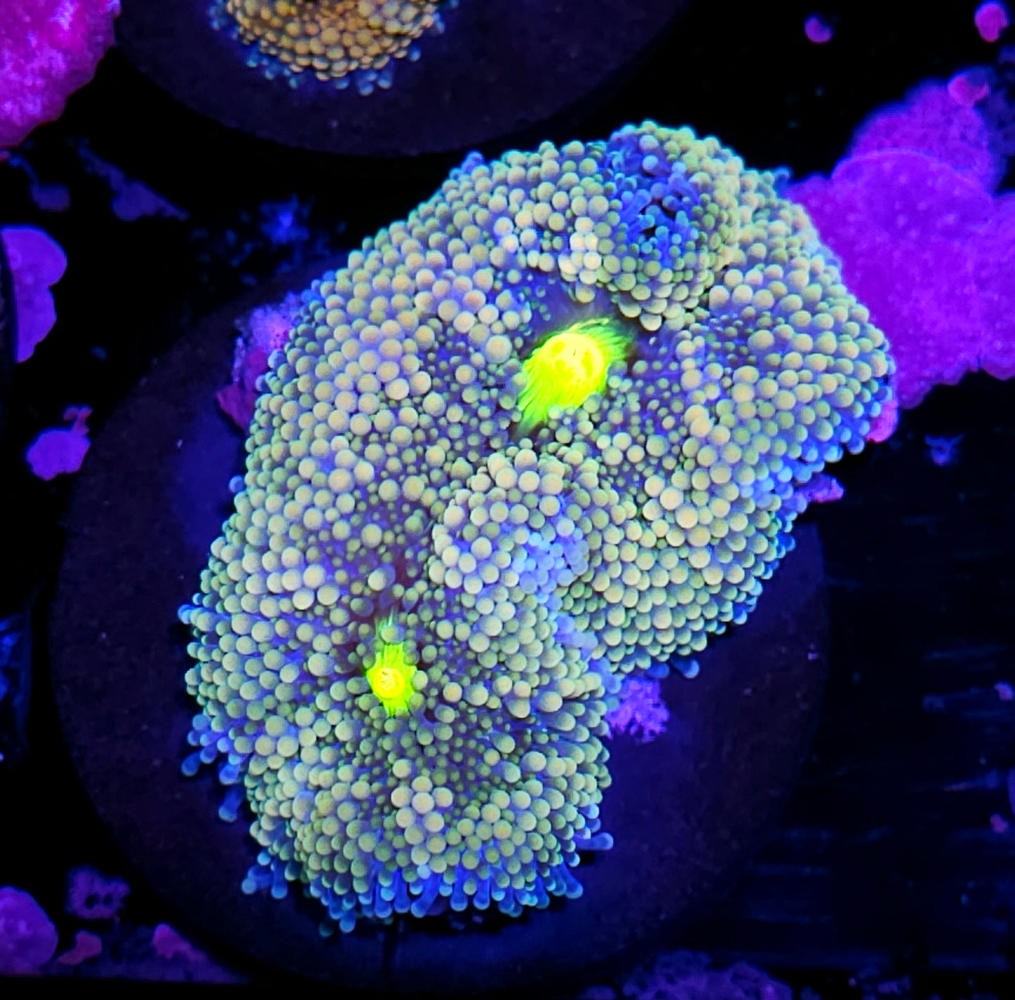Atlantic Yuma (False Ricordea) Labor Day Deal