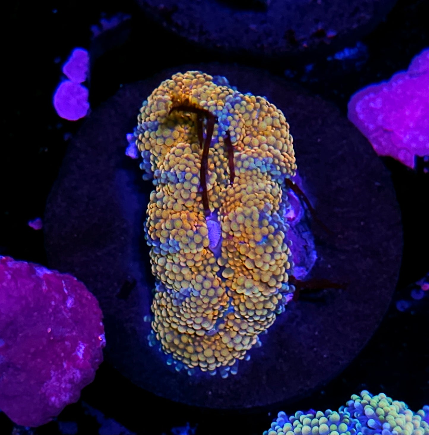 Atlantic Yuma (False Ricordea) Labor Day Deal