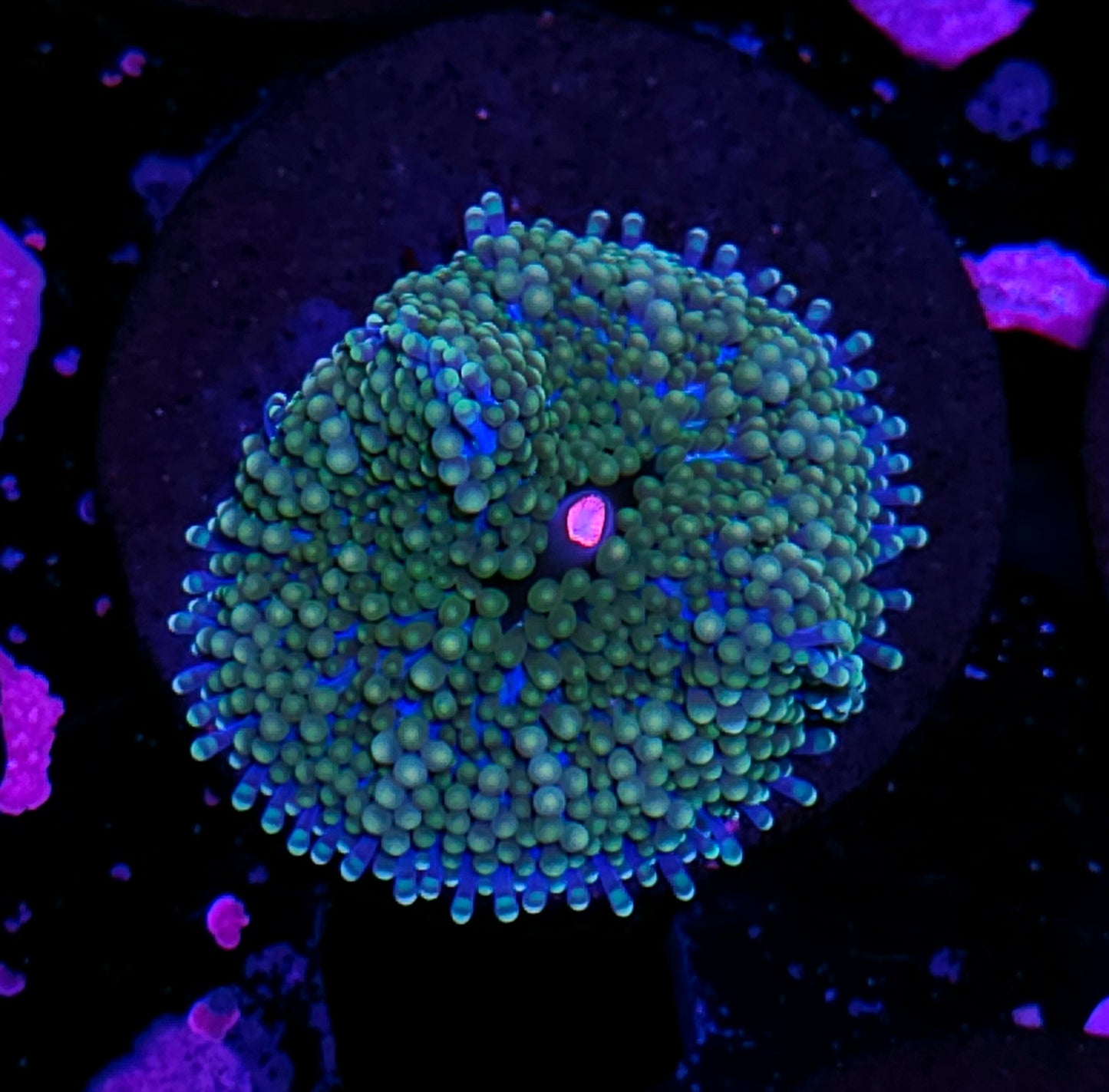 Atlantic Yuma (False Ricordea) Labor Day Deal