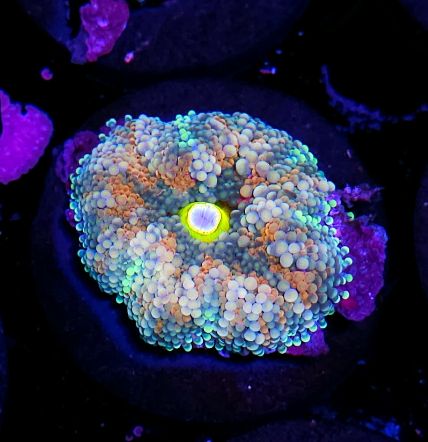 Atlantic Yuma (False Ricordea) Labor Day Deal