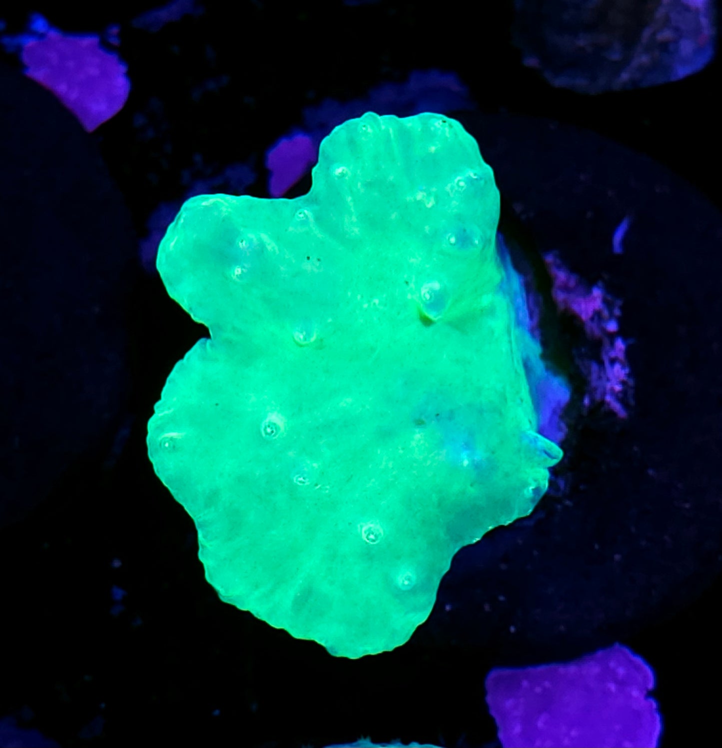 Toxic Green Cabbage Leather