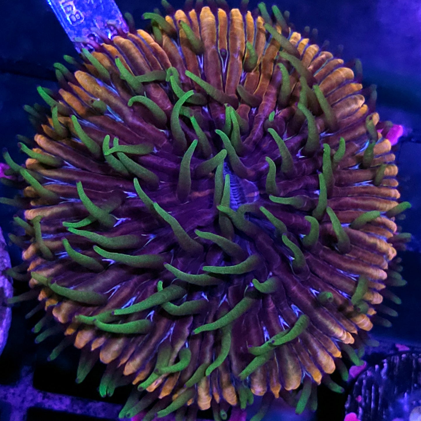 HF Baja Berserk Fungia Plate