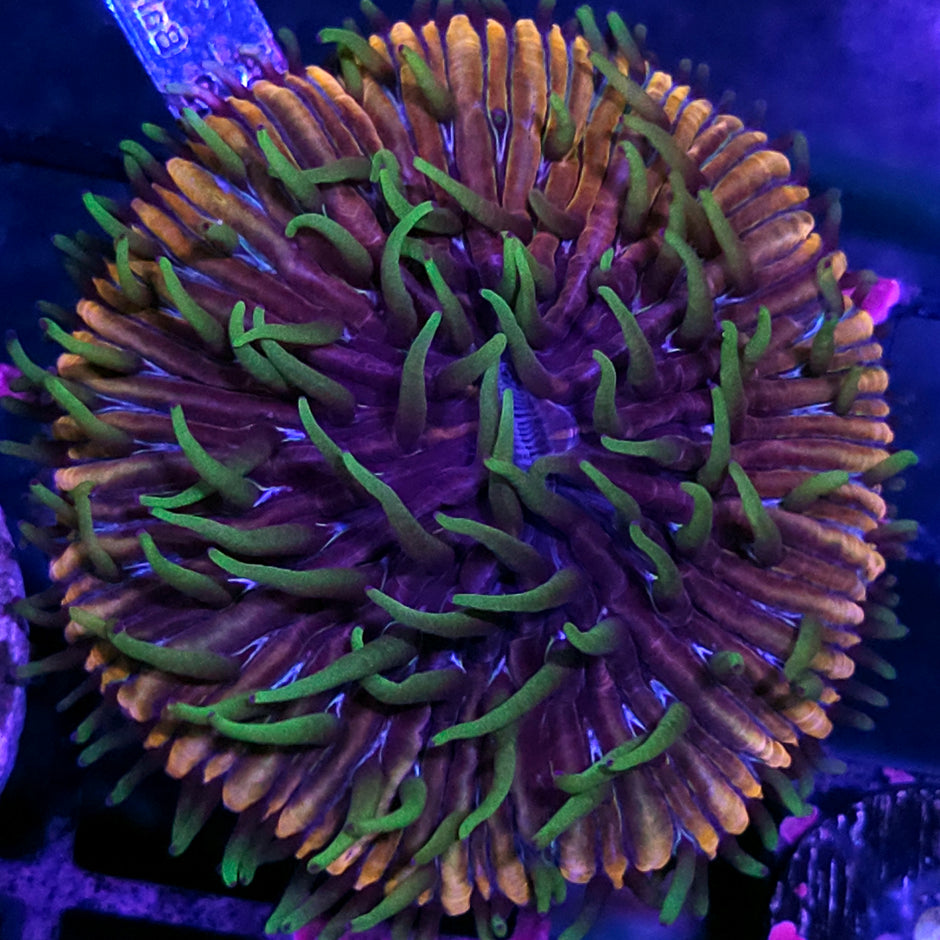 HF Baja Berserk Fungia Plate