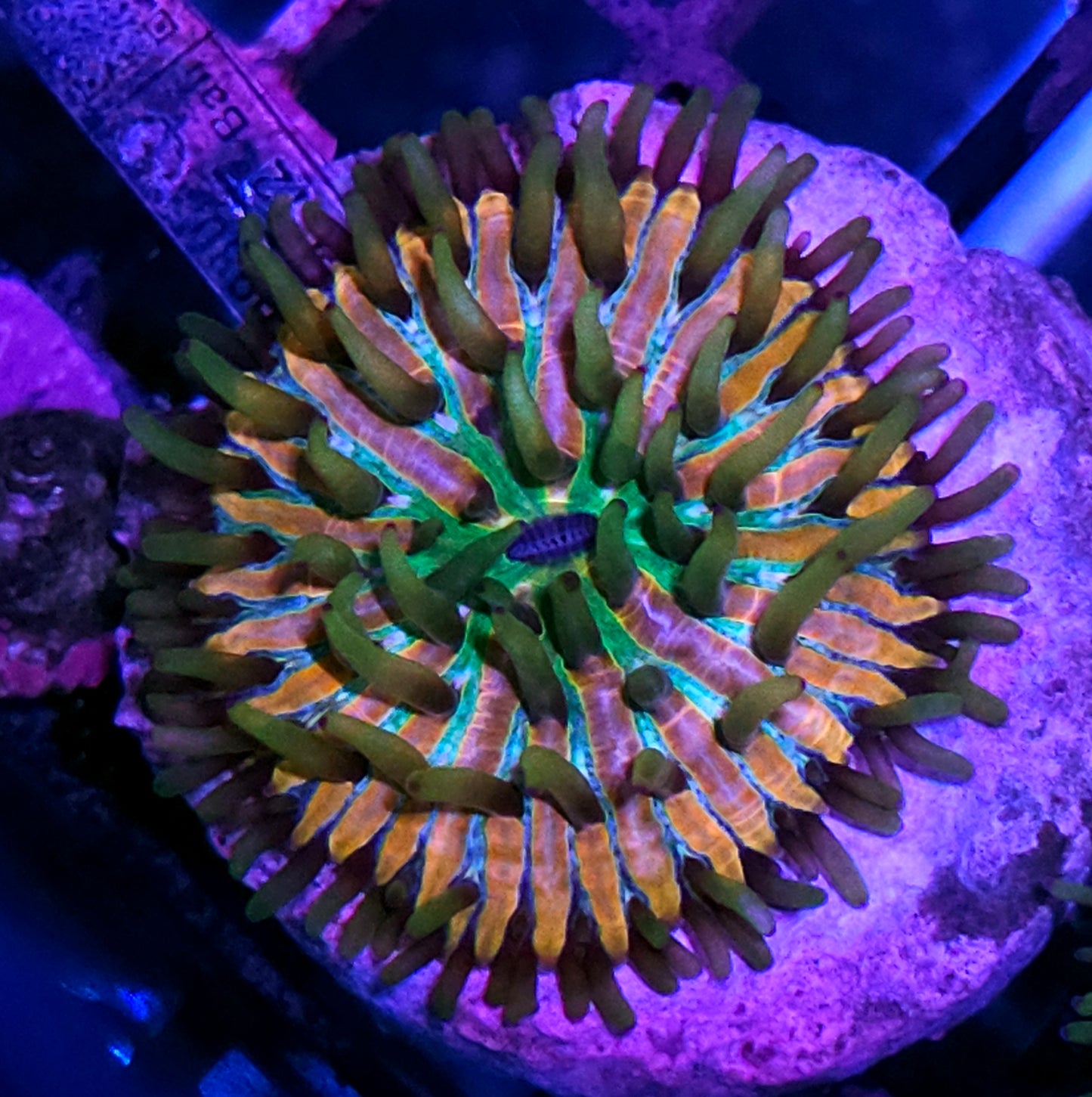 HF Baja Berserk Fungia Plate