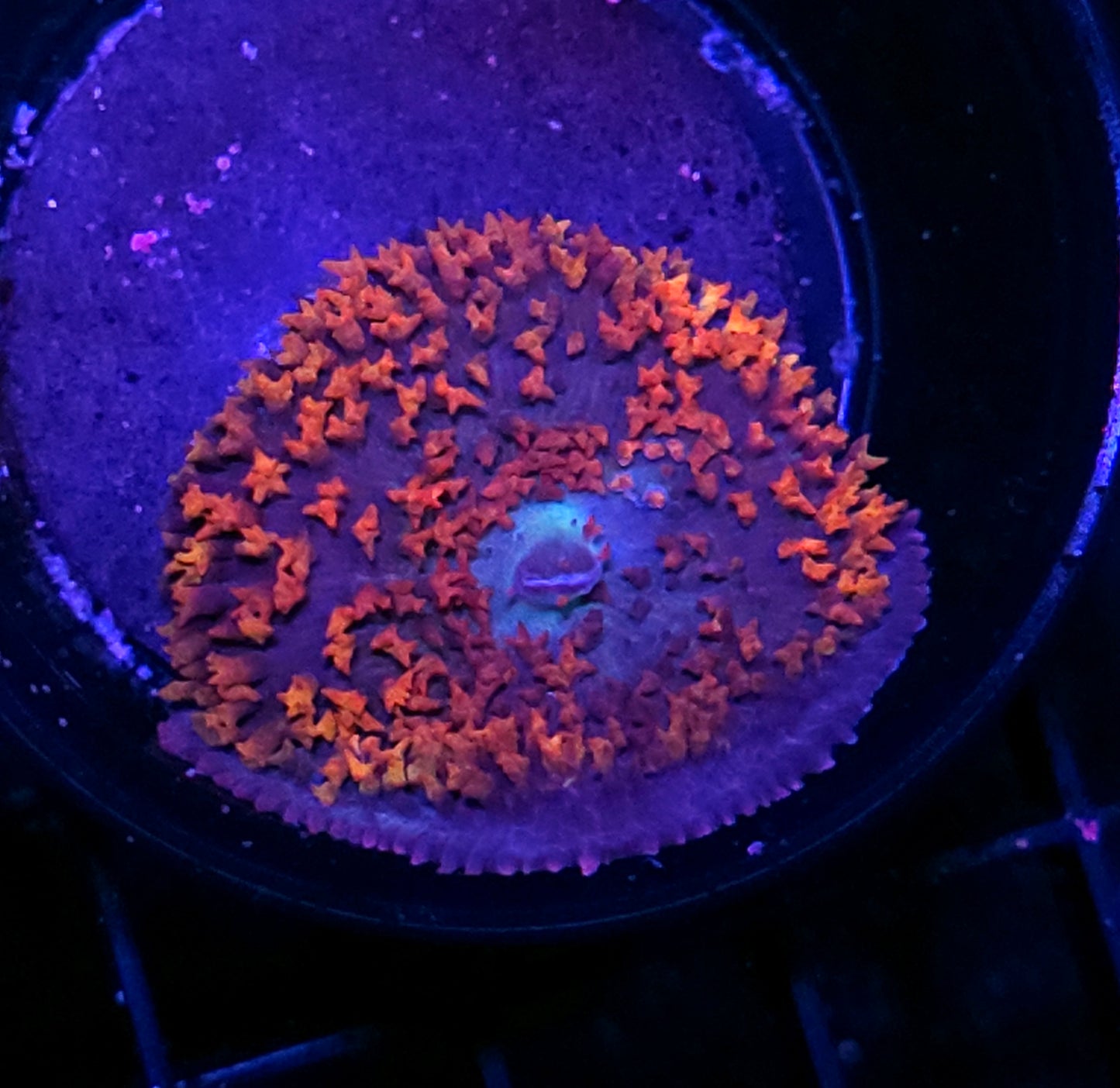 St Thomas Mushroom Labor Day Deal