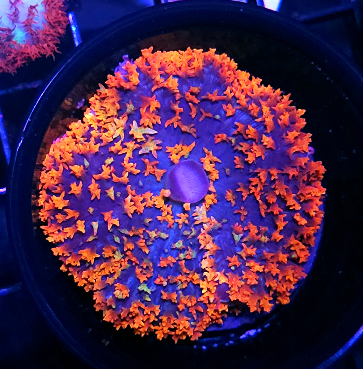 Flaming Rainbows St Thomas Mushroom