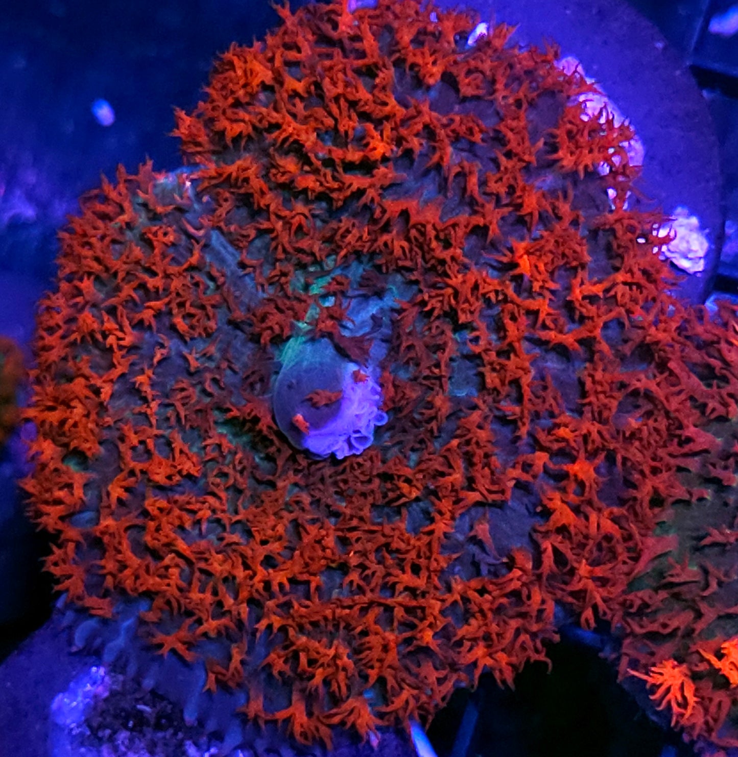 Epic St Thomas Mushroom