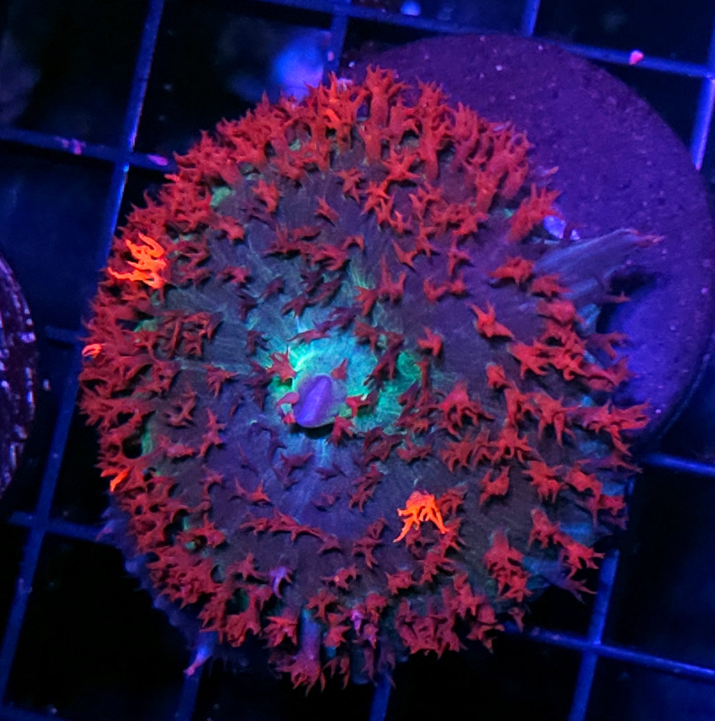 Epic St Thomas Mushroom