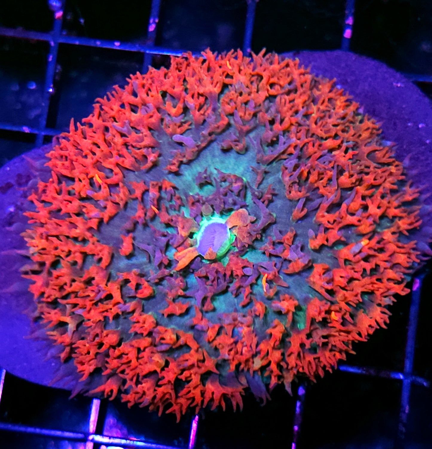 St Thomas Mushroom Labor Day Deal
