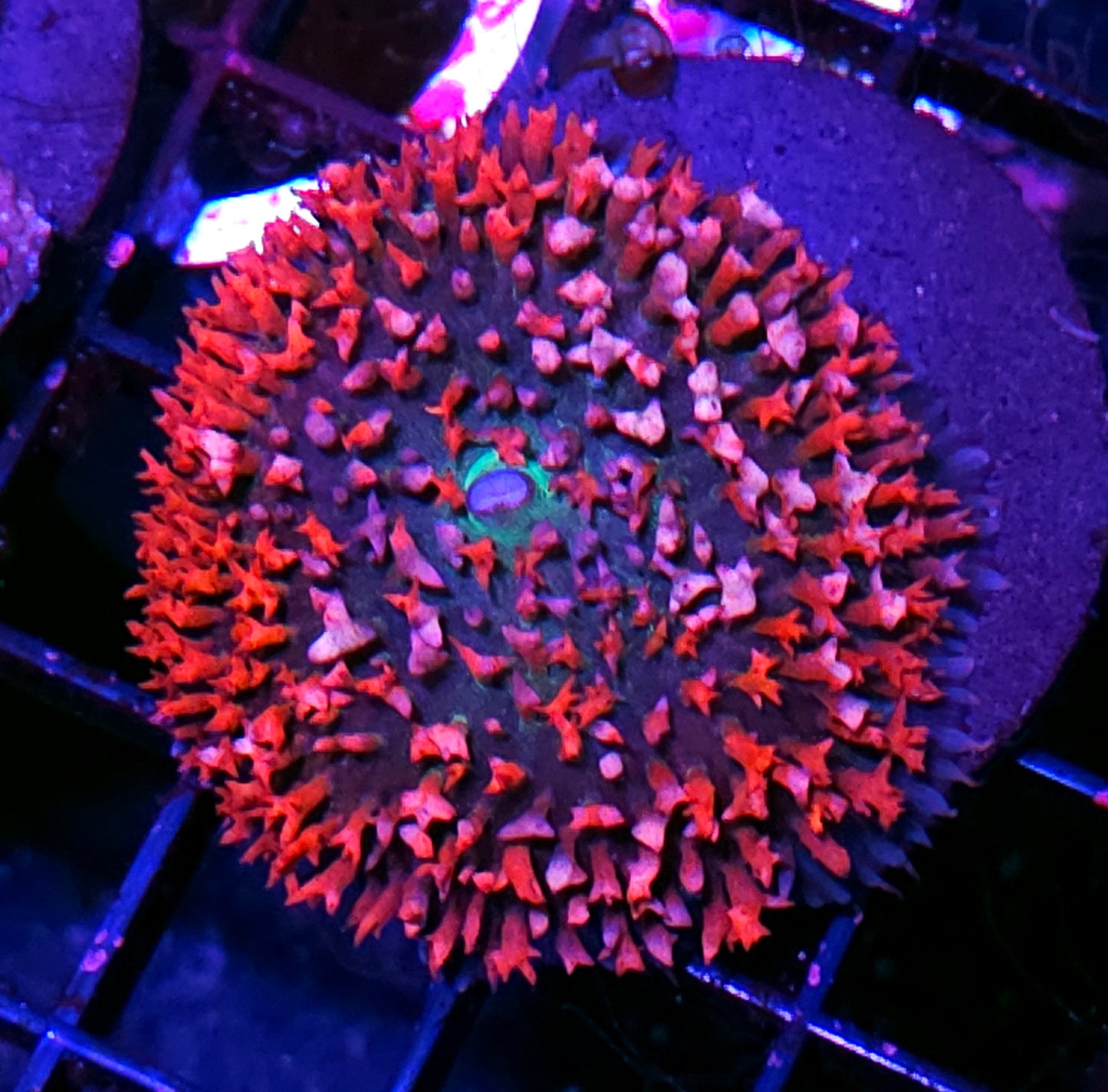 St Thomas Mushroom Labor Day Deal