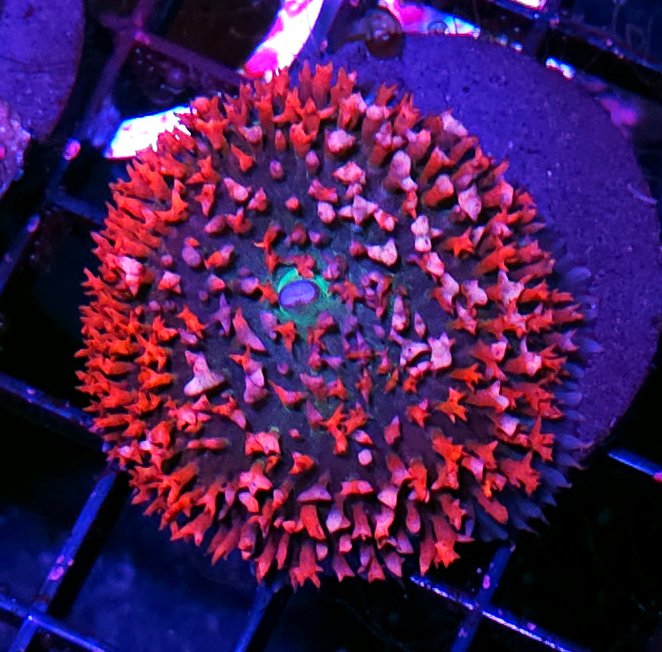 St Thomas Mushroom Labor Day Deal